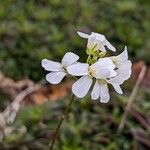 Arabis procurrens Flower