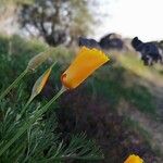 Eschscholzia californicaFlors