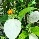 Mussaenda frondosa Leaf