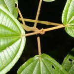 Miconia bubalina Leaf