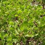 Arctostaphylos patula Habitus