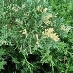 Juniperus horizontalis عادت