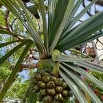 Pandanus utilisLeaf