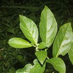 Solanum aphyodendron Листок
