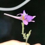 Delphinium halteratum 花