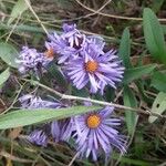 Aster alpinusFlower