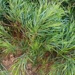 Acacia cognata Fuelha