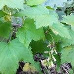 Ribes americanum List