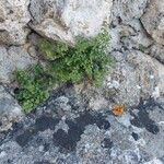 Asplenium ruta-murariaBlad