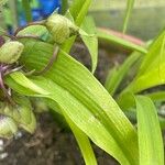 Tradescantia virginiana Hoja
