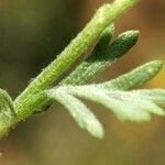 Anthemis tomentosa Leaf