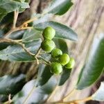 Alphitonia excelsa Fruit