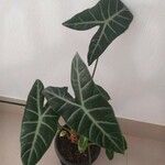 Alocasia longiloba Ліст