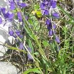 Polygala alpestris Habitus