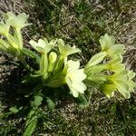Primula elatior Kwiat