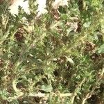 Amaranthus albus List