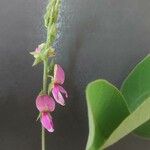 Galactia striata फूल