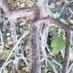 Arctostaphylos patula Bark