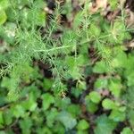 Asparagus acutifolius Blatt