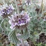 Marrubium supinum Flower