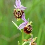 Ophrys × minuticauda Flor