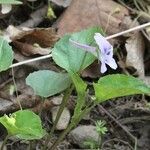 Viola rostrata Habit