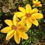 Bidens aurea Blüte