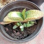 Gasteria disticha Leaf