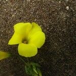 Oxalis pes-capraeFlower