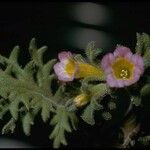 Phacelia bicolor फूल