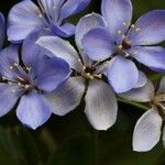 Guaiacum officinale Lorea