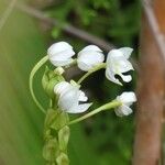 Spathoglottis plicata Blomst