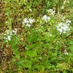 Chromolaena odorata Hoja