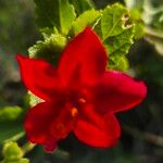 Hibiscus aponeurus Flower