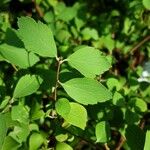 Spiraea trilobata Folha