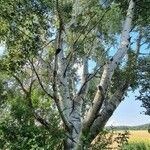 Populus alba عادت داشتن