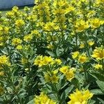 Lysimachia punctata Кветка