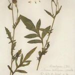 Serratula tinctoria Costuma