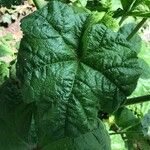 Malva verticillata Leaf