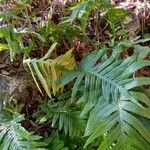 Polypodium cambricum পাতা