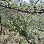 Pinus sylvestris Fulla