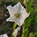 Calystegia sepium Цветок