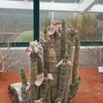 Hoodia gordonii Alia