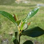 Salix bicolor Hoja