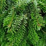 Abies alba Blad