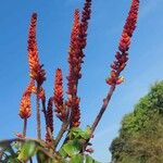Moullava spicata Kukka