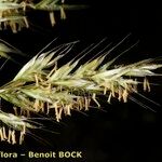 Helictochloa pratensis Inny