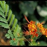 Caesalpinia pulcherrimaFlor