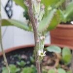 Adromischus cristatus Virág