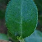 Fernelia buxifolia Feuille